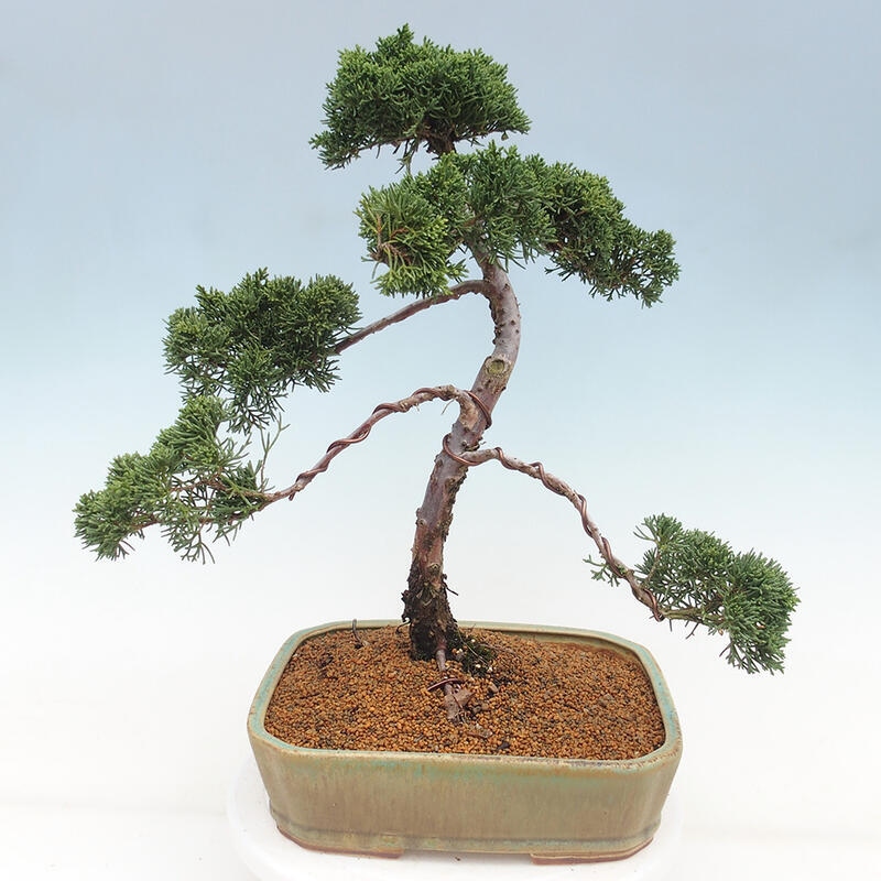 Vonkajšie bonsai - Juniperus chinensis Kishu -Jalovec čínsky