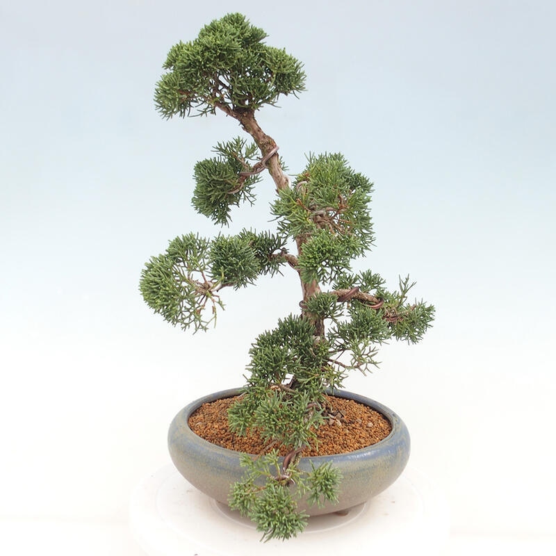 Vonkajšie bonsai - Juniperus chinensis Kishu -Jalovec čínsky