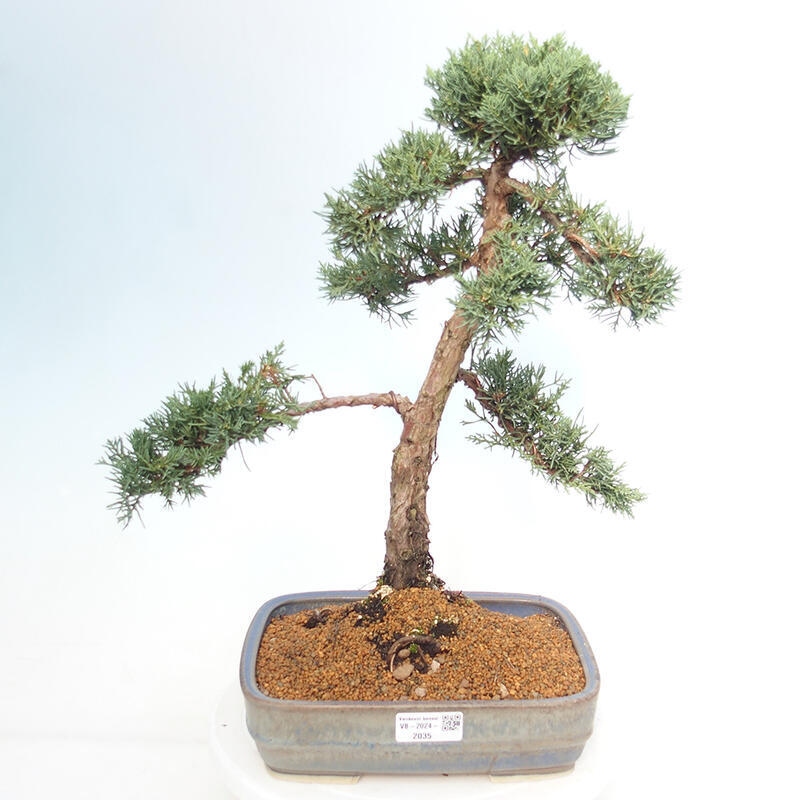 Vonkajšie bonsai - Juniperus chinensis Kishu -Jalovec čínsky