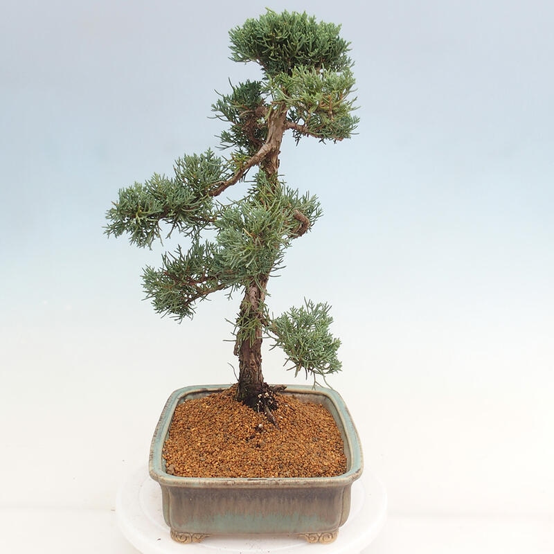 Vonkajšie bonsai - Juniperus chinensis Kishu -Jalovec čínsky