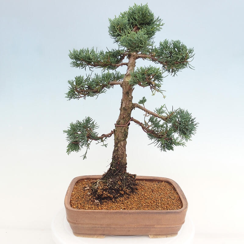 Vonkajšie bonsai - Juniperus chinensis Kishu -Jalovec čínsky