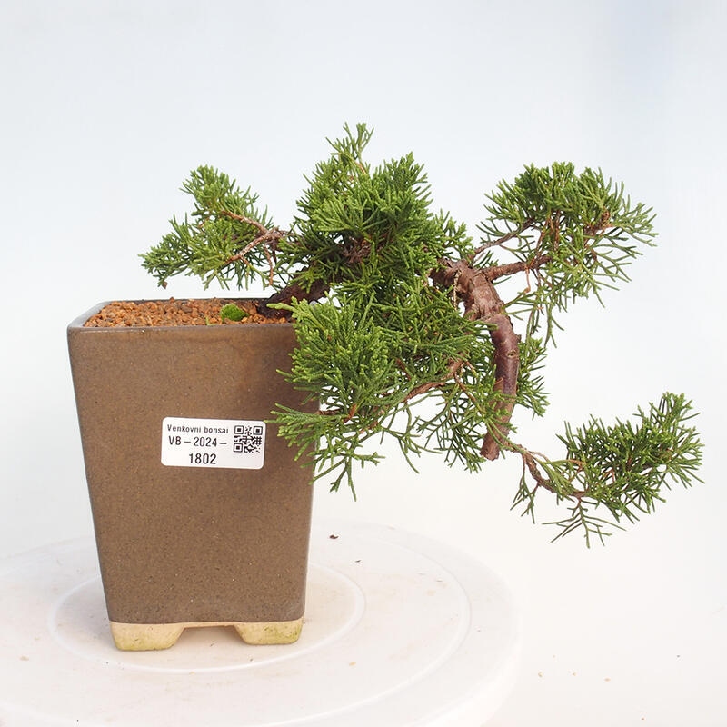 Vonkajší bonsai - Juniperus chinensis Kishu -Jalovec čínsky