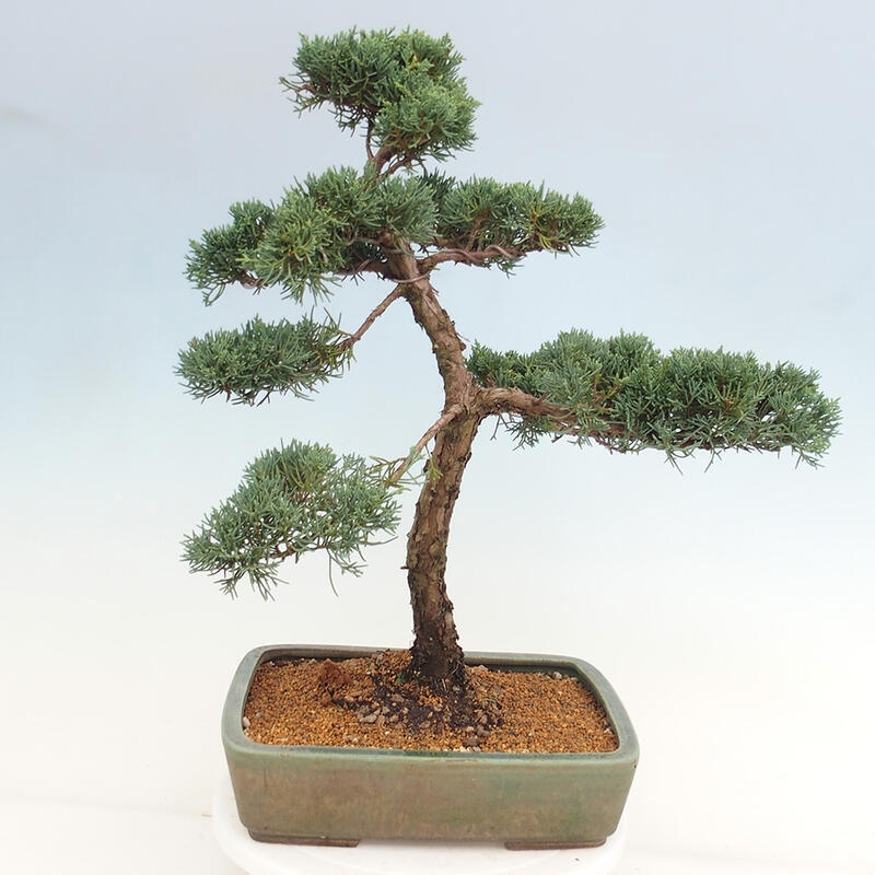 Vonkajšie bonsai - Juniperus chinensis Kishu -Jalovec čínsky