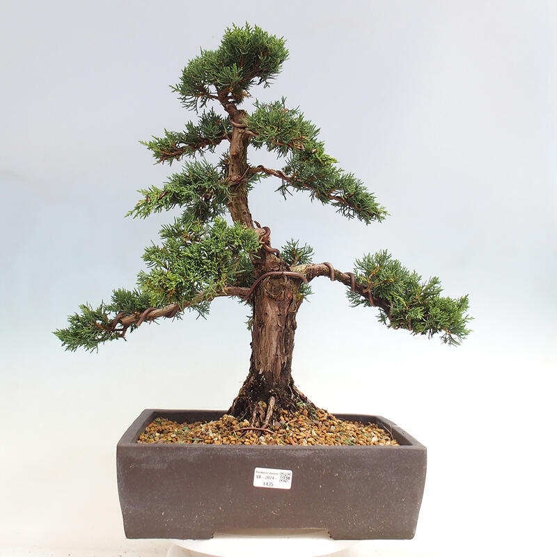 Vonkajšie bonsai - Juniperus chinensis Kishu -Jalovec čínsky