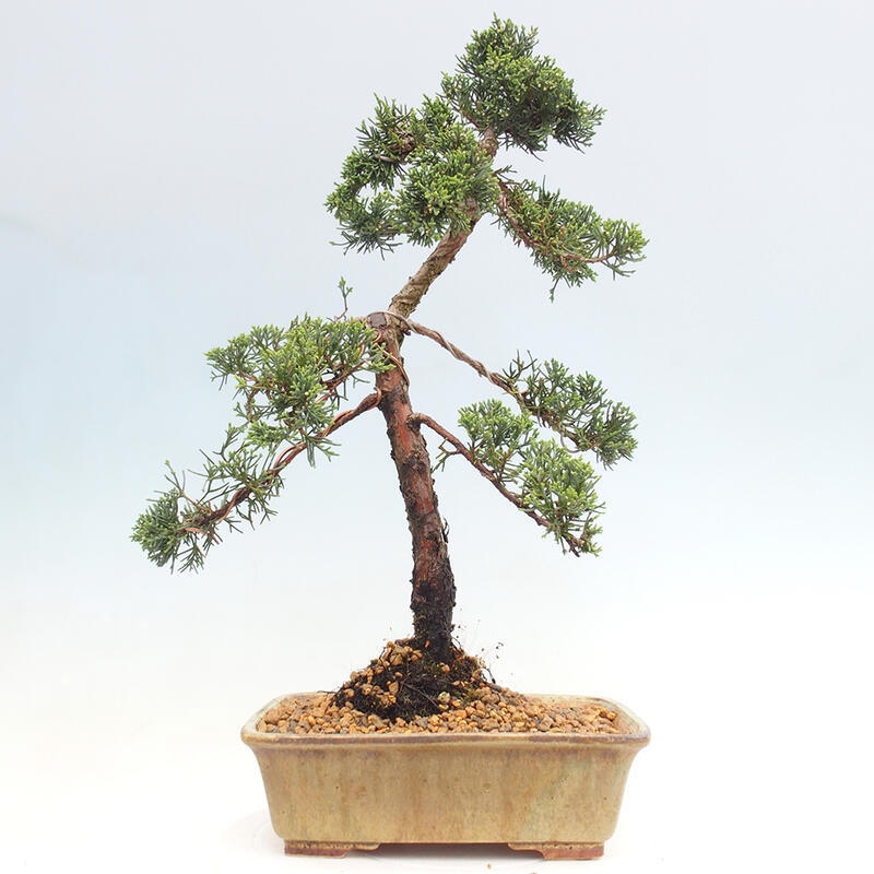 Vonkajšie bonsai - Juniperus chinensis Kishu -Jalovec čínsky