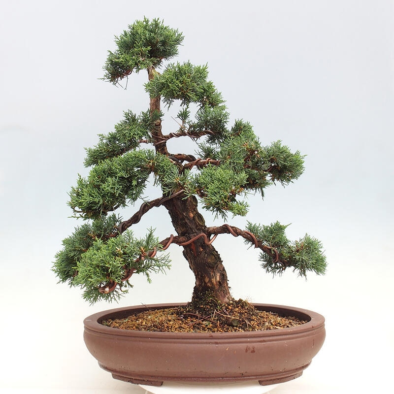 Vonkajšie bonsai - Juniperus chinensis Kishu -Jalovec čínsky