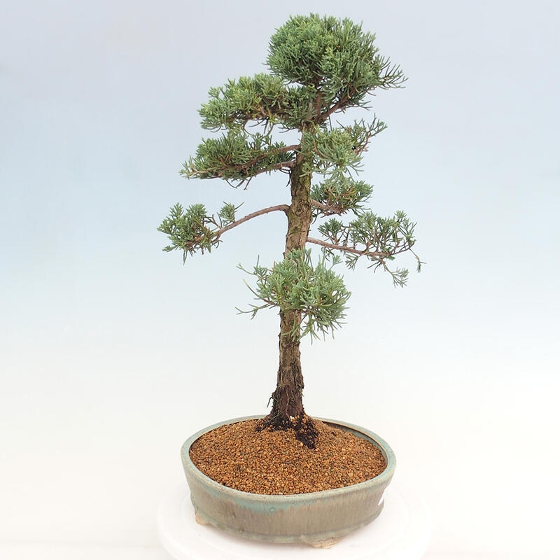 Vonkajšie bonsai - Juniperus chinensis Kishu -Jalovec čínsky