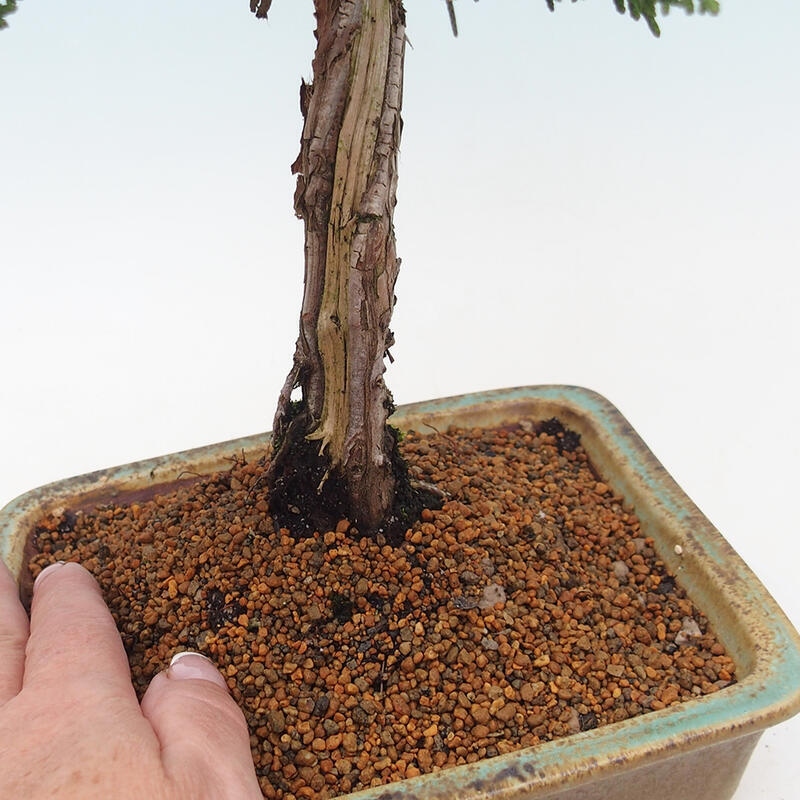 Vonkajšie bonsai - Juniperus chinensis Kishu -Jalovec čínsky