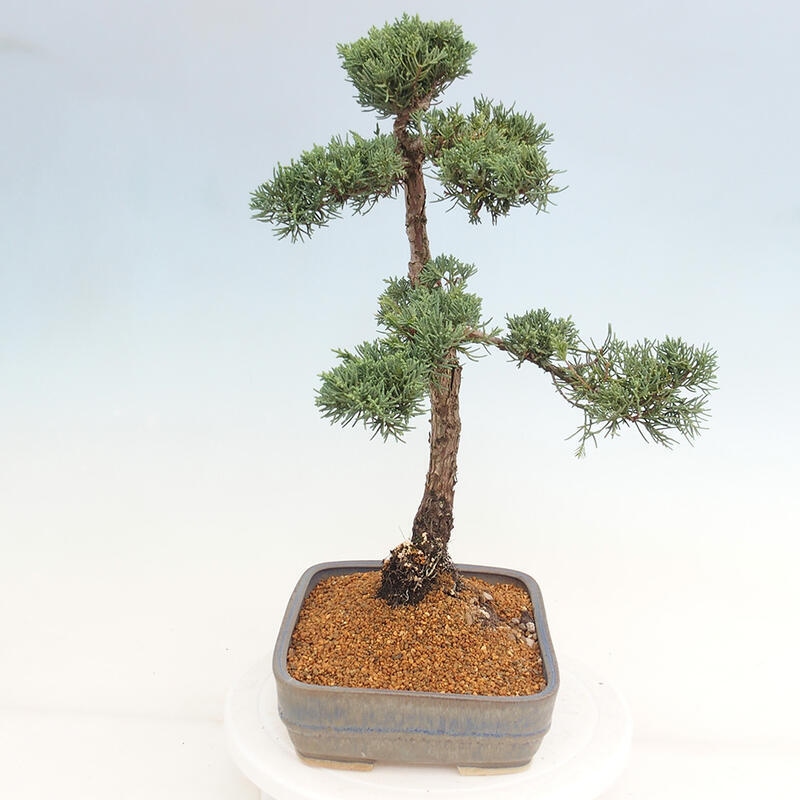 Vonkajšie bonsai - Juniperus chinensis Kishu -Jalovec čínsky