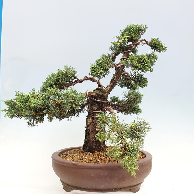 Vonkajšie bonsai - Juniperus chinensis Kishu -Jalovec čínsky