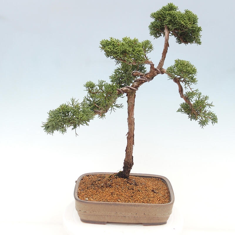 Vonkajšie bonsai - Juniperus chinensis Kishu -Jalovec čínsky