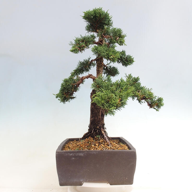 Vonkajšie bonsai - Juniperus chinensis Kishu -Jalovec čínsky