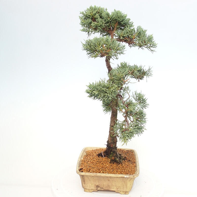 Vonkajšie bonsai - Juniperus chinensis Kishu -Jalovec čínsky