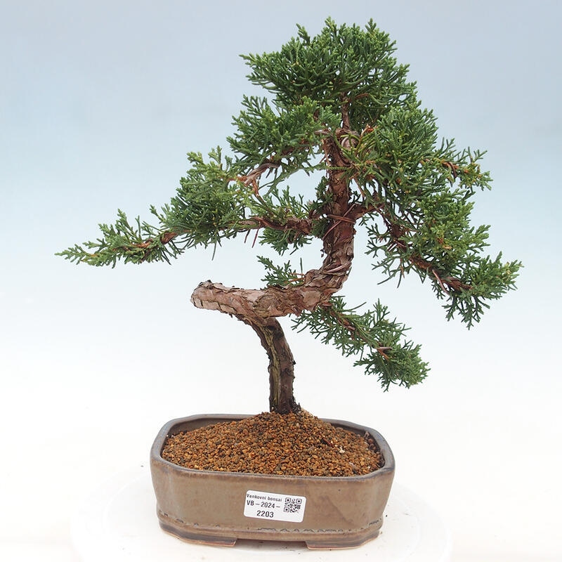 Vonkajšie bonsai - Juniperus chinensis Kishu -Jalovec čínsky