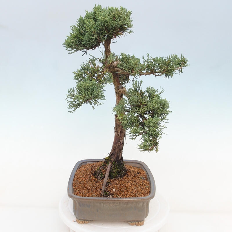 Vonkajšie bonsai - Juniperus chinensis Kishu -Jalovec čínsky