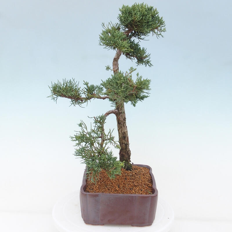 Vonkajšie bonsai - Juniperus chinensis Kishu -Jalovec čínsky