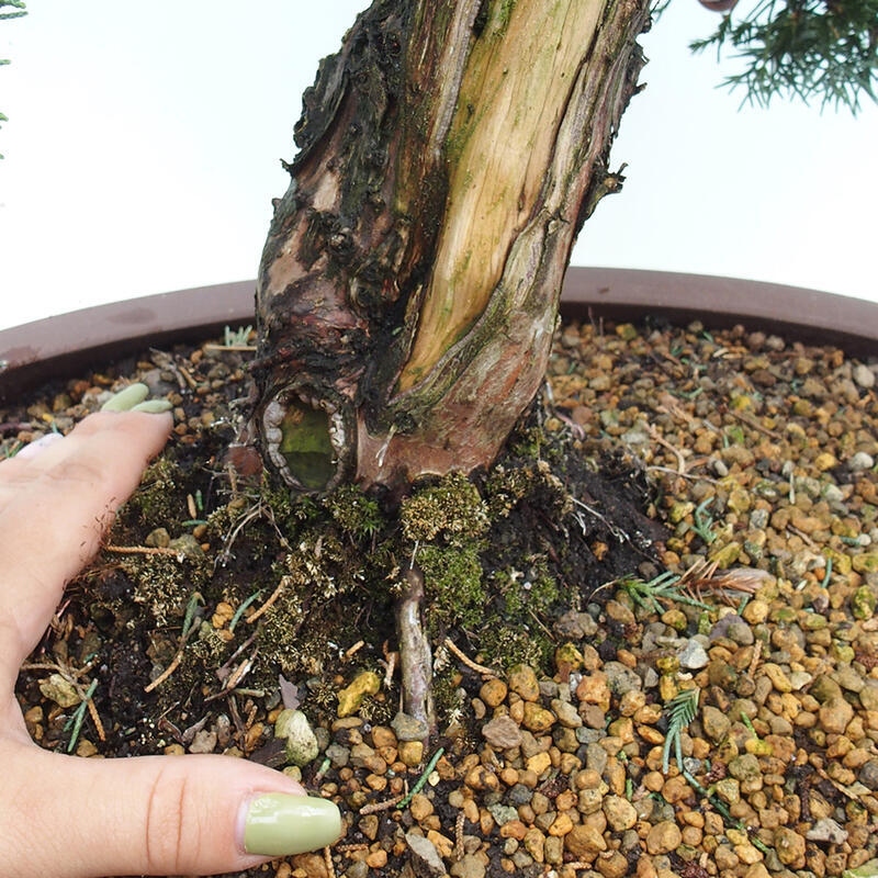 Vonkajšie bonsai - Juniperus chinensis Kishu -Jalovec čínsky