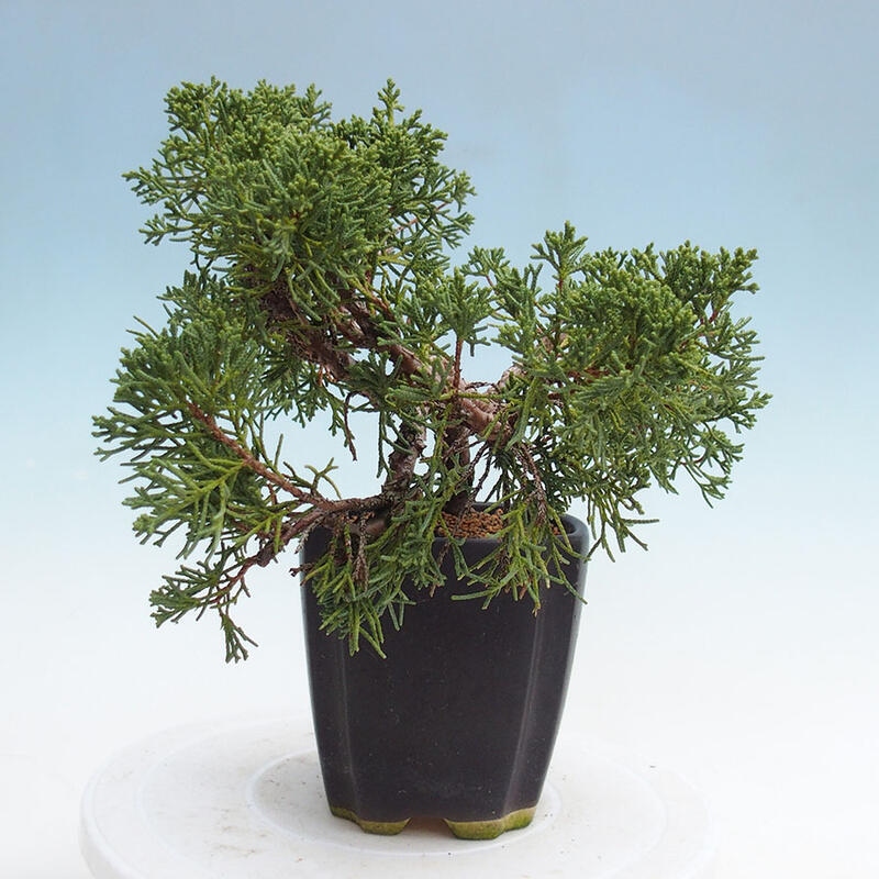 Vonkajší bonsai - Juniperus chinensis Kishu -Jalovec čínsky