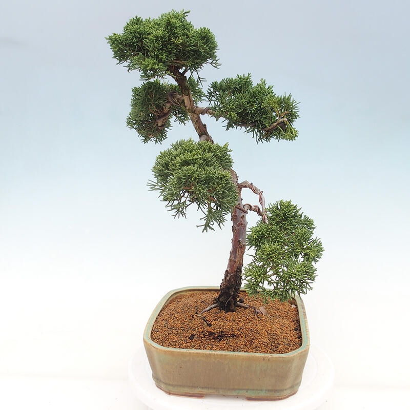 Vonkajšie bonsai - Juniperus chinensis Kishu -Jalovec čínsky