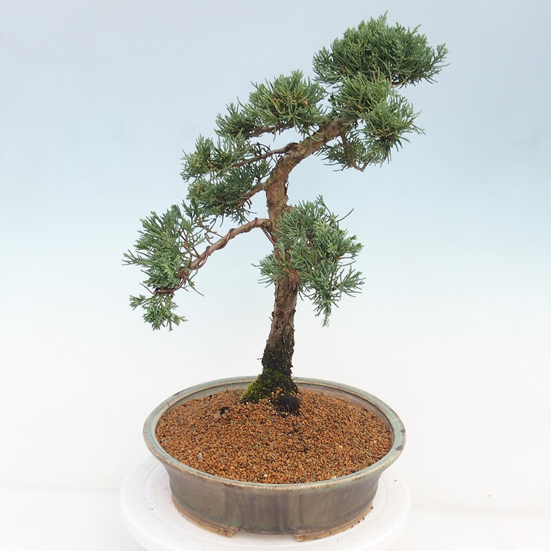 Vonkajšie bonsai - Juniperus chinensis Kishu -Jalovec čínsky