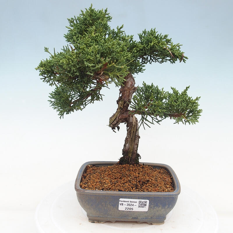 Vonkajšie bonsai - Juniperus chinensis Kishu -Jalovec čínsky