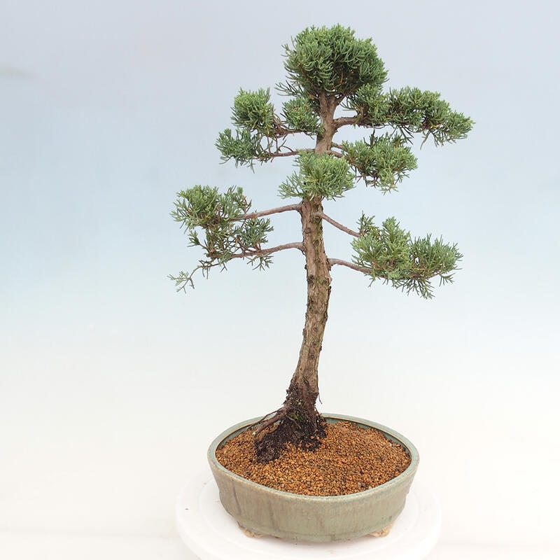 Vonkajšie bonsai - Juniperus chinensis Kishu -Jalovec čínsky