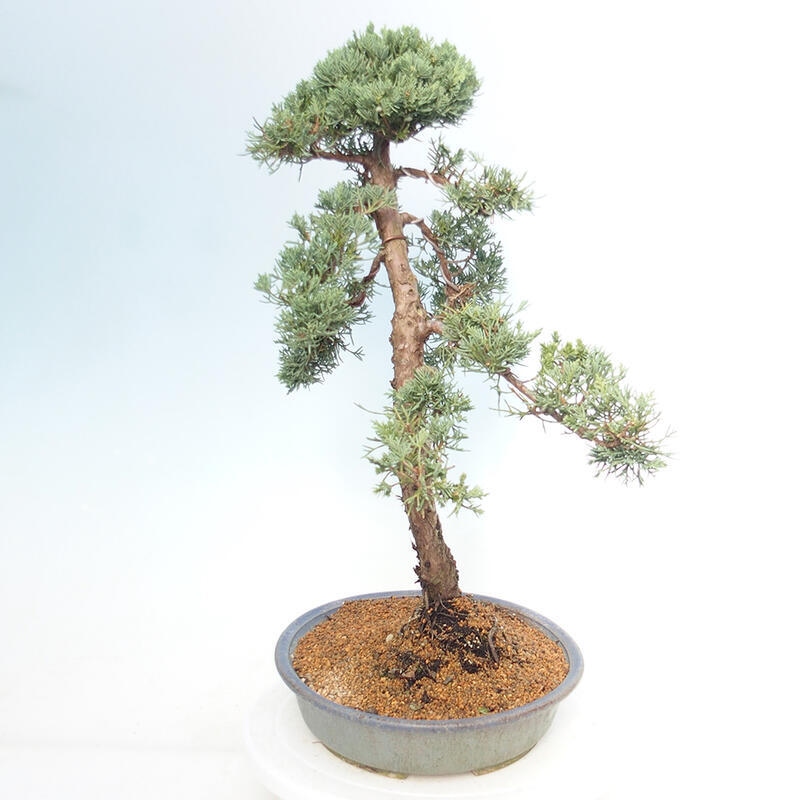 Vonkajšie bonsai - Juniperus chinensis Kishu -Jalovec čínsky