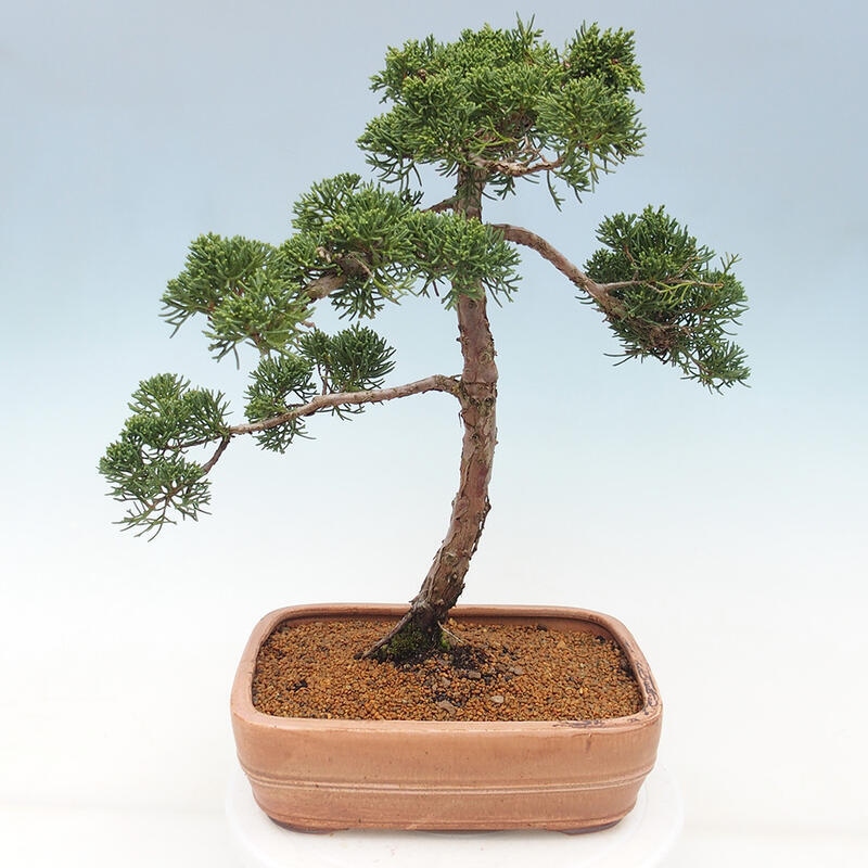 Vonkajšie bonsai - Juniperus chinensis Kishu -Jalovec čínsky