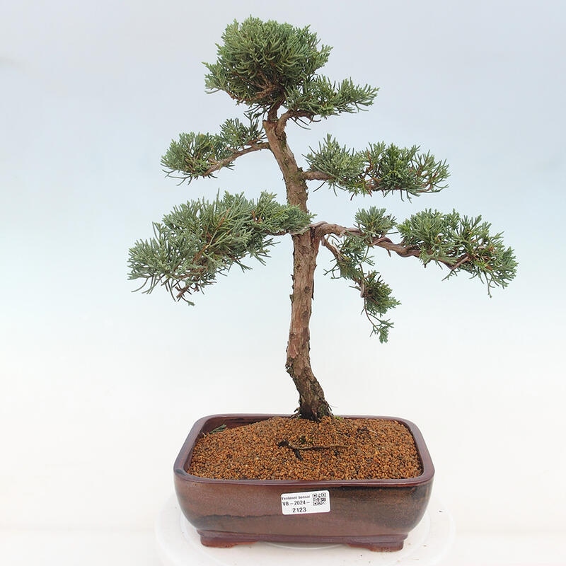 Vonkajšie bonsai - Juniperus chinensis Kishu -Jalovec čínsky