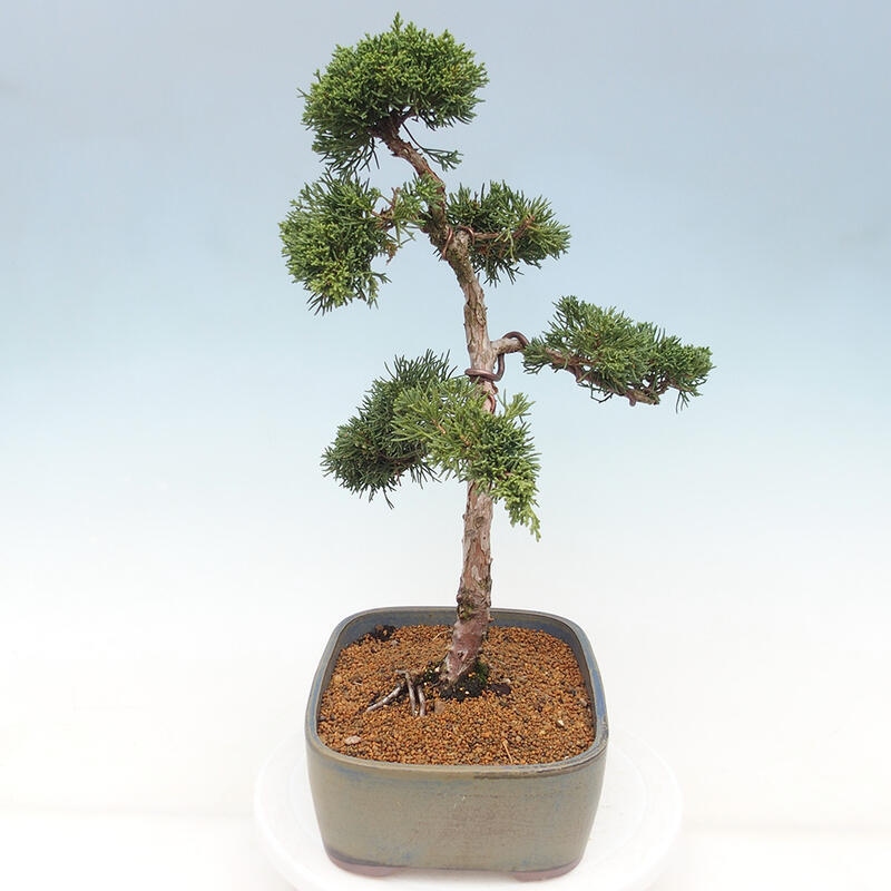 Vonkajšie bonsai - Juniperus chinensis Kishu -Jalovec čínsky