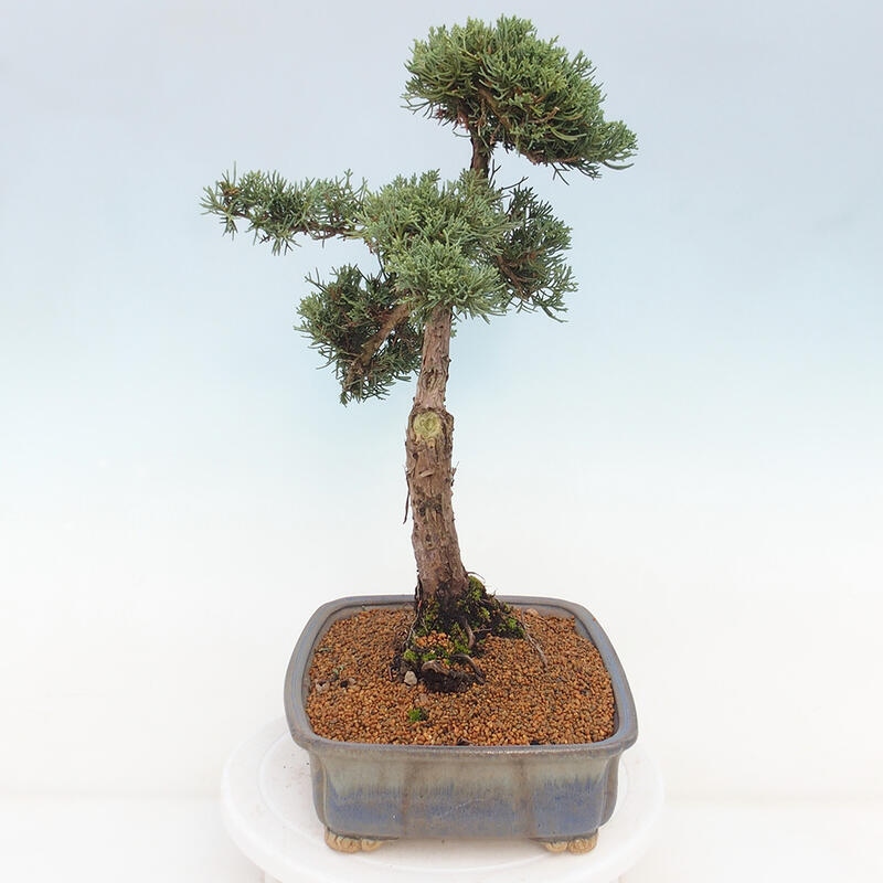 Vonkajšie bonsai - Juniperus chinensis Kishu -Jalovec čínsky