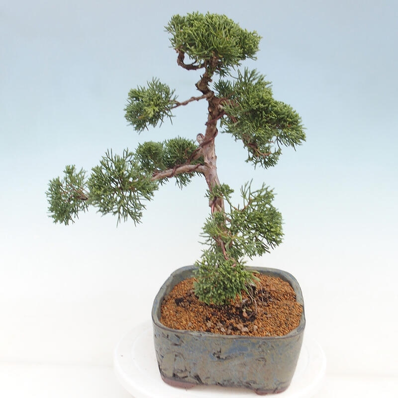 Vonkajšie bonsai - Juniperus chinensis Kishu -Jalovec čínsky