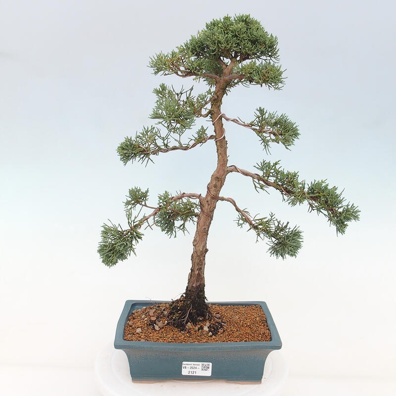 Vonkajšie bonsai - Juniperus chinensis Kishu -Jalovec čínsky