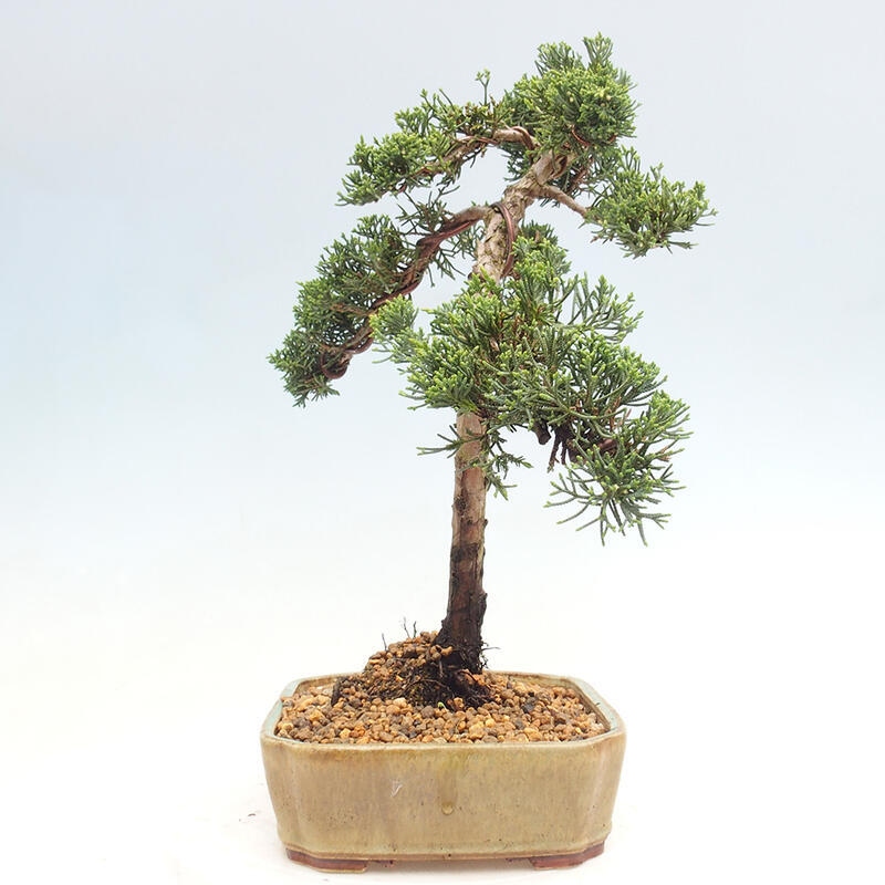 Vonkajšie bonsai - Juniperus chinensis Kishu -Jalovec čínsky