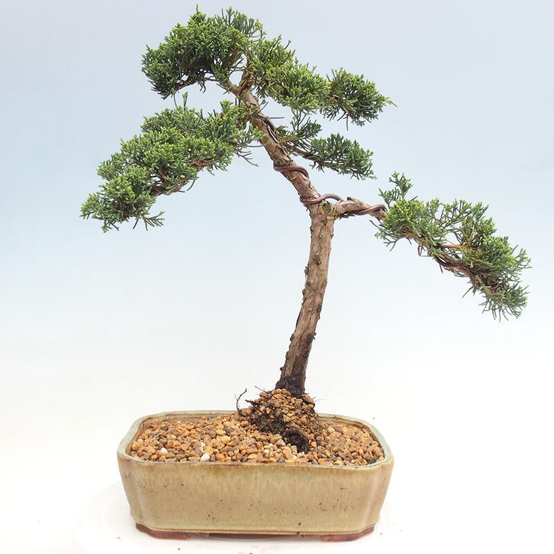 Vonkajšie bonsai - Juniperus chinensis Kishu -Jalovec čínsky