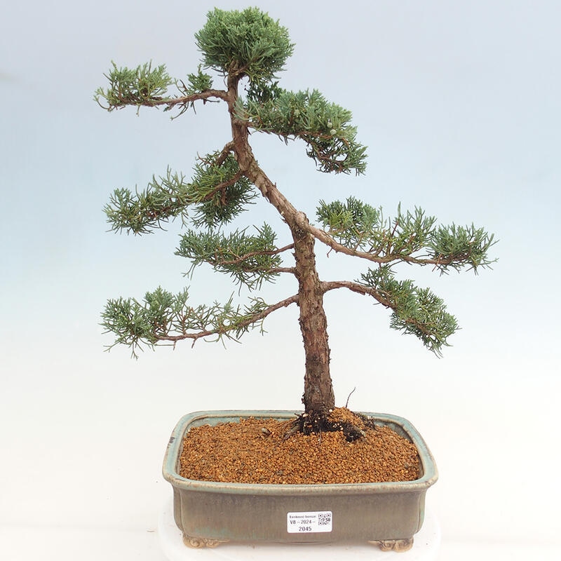 Vonkajšie bonsai - Juniperus chinensis Kishu -Jalovec čínsky