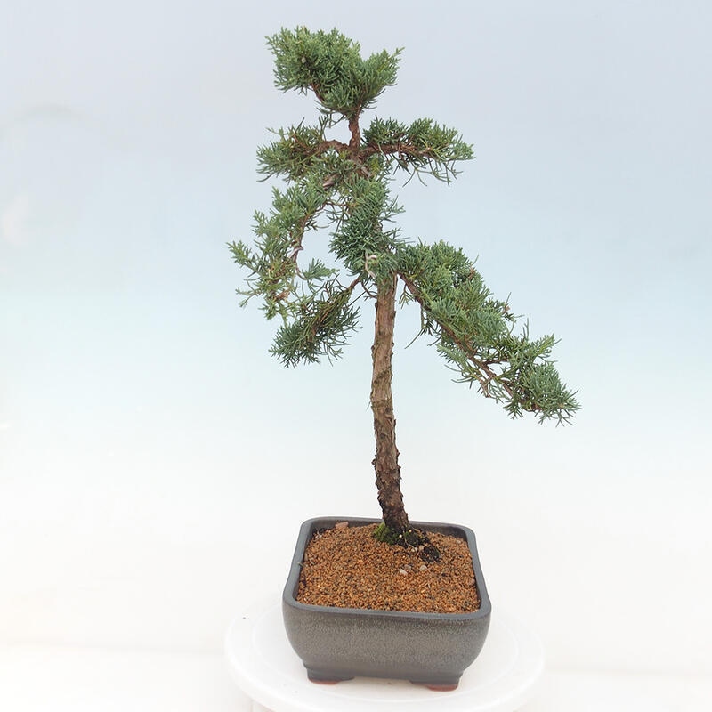 Vonkajšie bonsai - Juniperus chinensis Kishu -Jalovec čínsky