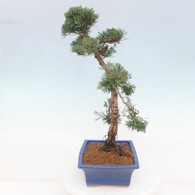 Vonkajšie bonsai - Juniperus chinensis Kishu -Jalovec čínsky