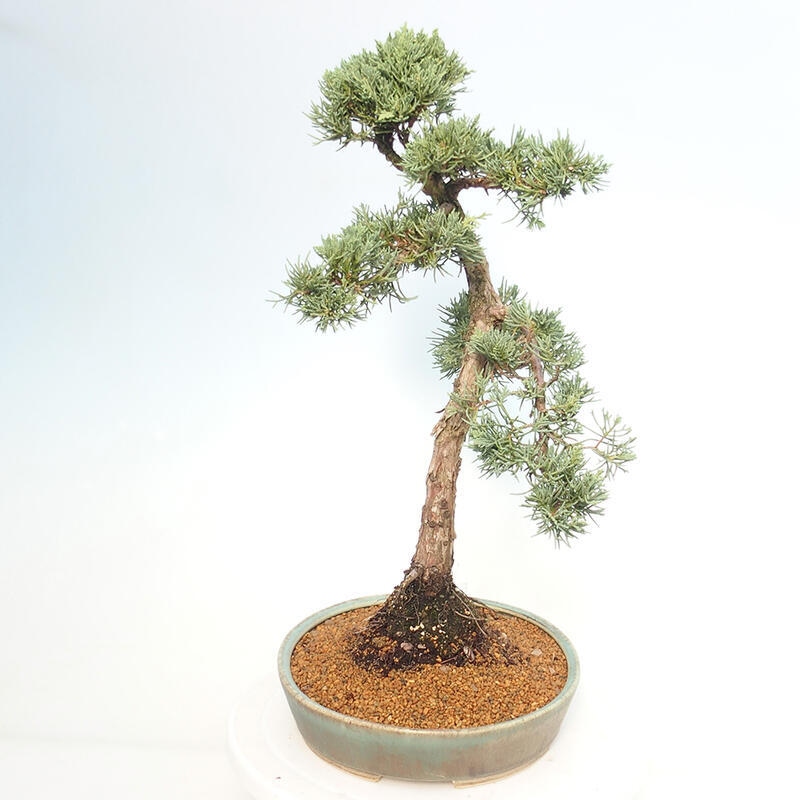 Vonkajšie bonsai - Juniperus chinensis Kishu -Jalovec čínsky