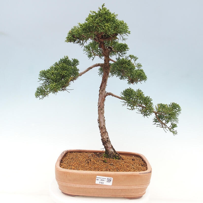 Vonkajšie bonsai - Juniperus chinensis Kishu -Jalovec čínsky