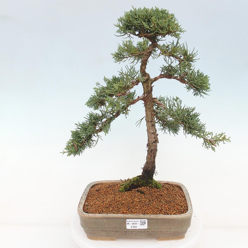 Vonkajšie bonsai - Juniperus chinensis Kishu -Jalovec čínsky