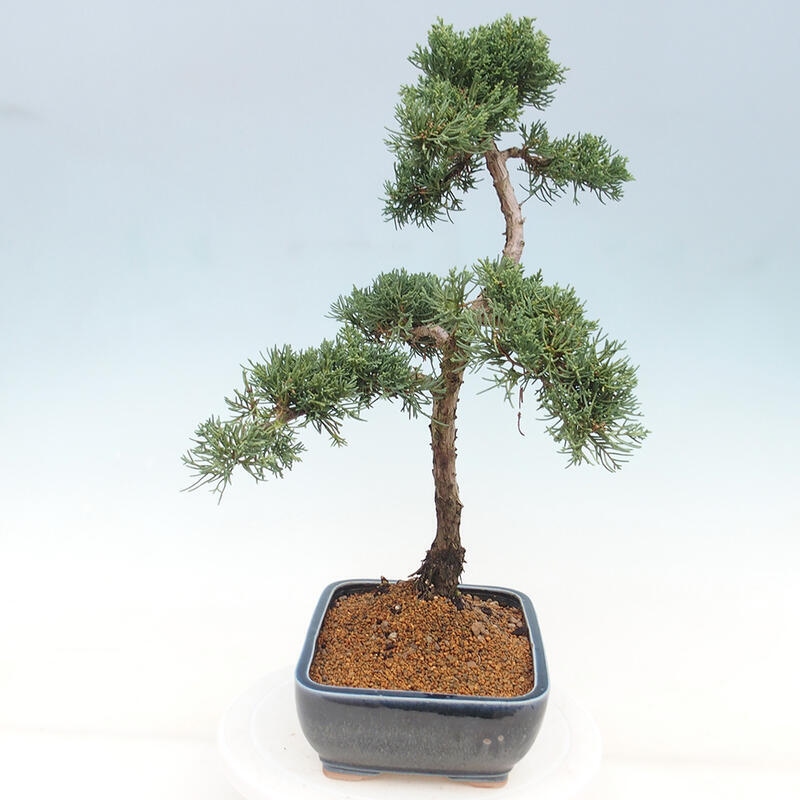 Vonkajšie bonsai - Juniperus chinensis Kishu -Jalovec čínsky