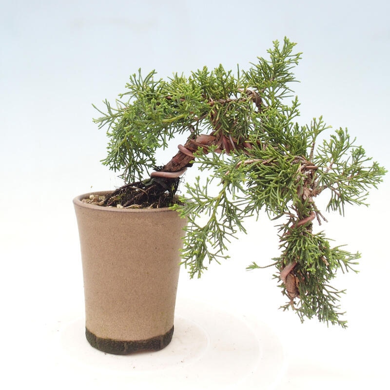 Vonkajší bonsai - Juniperus chinensis Kishu - Borievka čínska