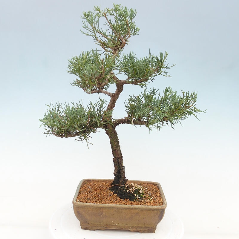 Vonkajšie bonsai - Juniperus chinensis Kishu -Jalovec čínsky