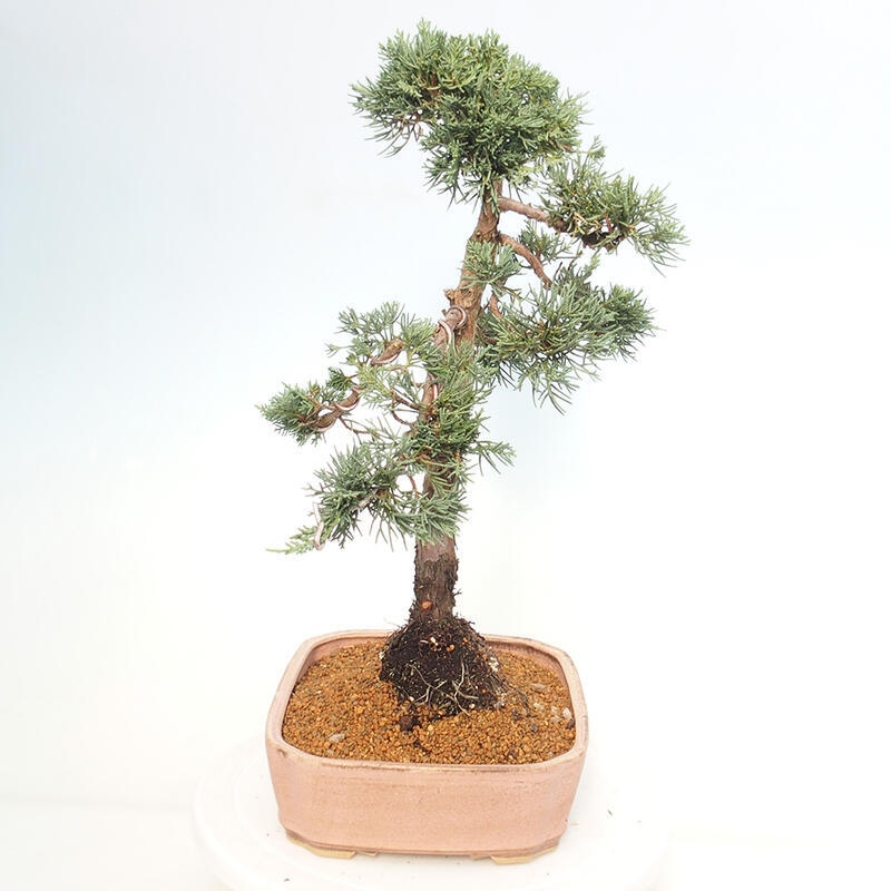 Vonkajšie bonsai - Juniperus chinensis Kishu -Jalovec čínsky