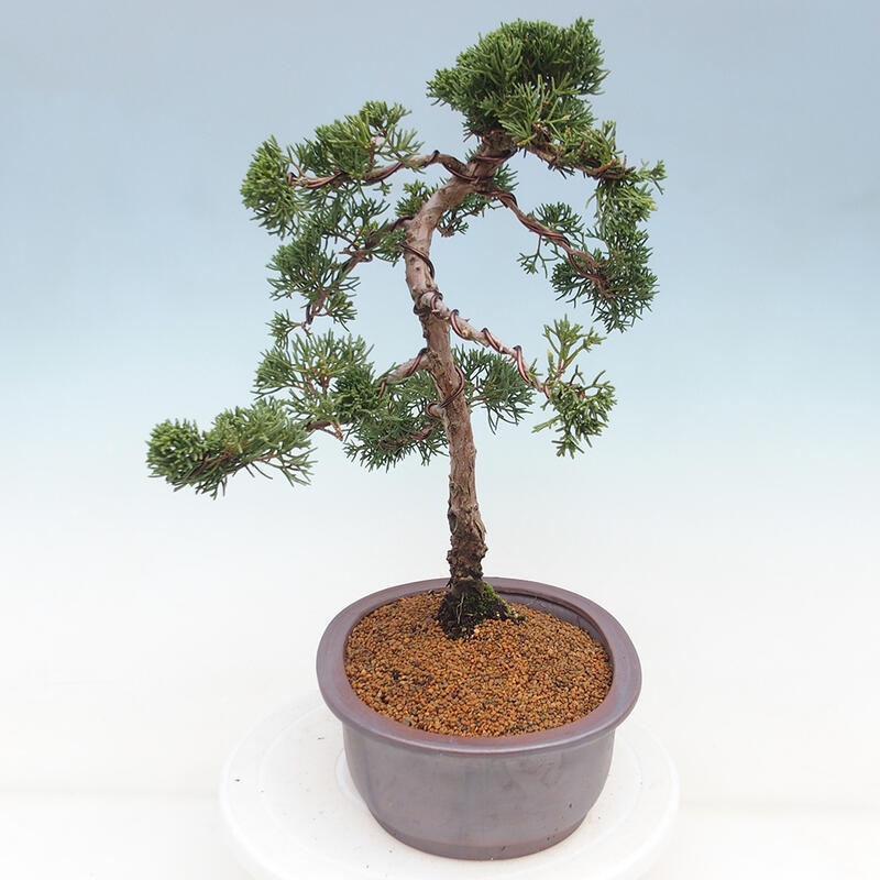 Vonkajšie bonsai - Juniperus chinensis Kishu -Jalovec čínsky