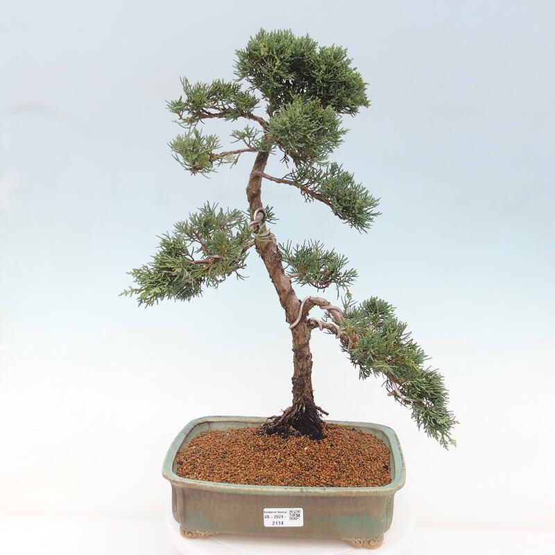 Vonkajšie bonsai - Juniperus chinensis Kishu -Jalovec čínsky