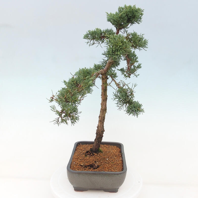 Vonkajšie bonsai - Juniperus chinensis Kishu -Jalovec čínsky