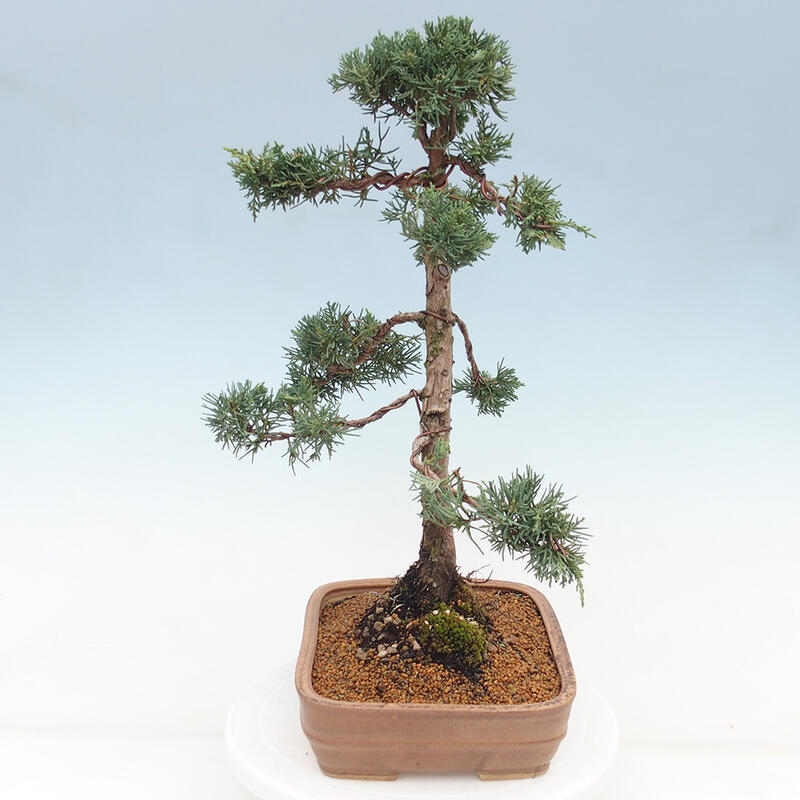 Vonkajšie bonsai - Juniperus chinensis Kishu -Jalovec čínsky