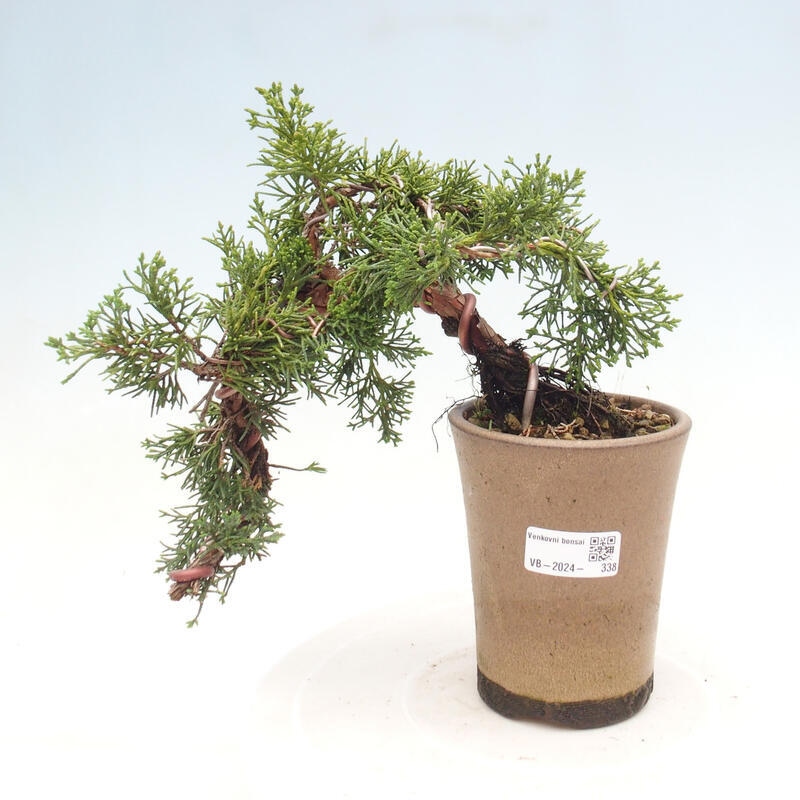 Vonkajší bonsai - Juniperus chinensis Kishu - Borievka čínska